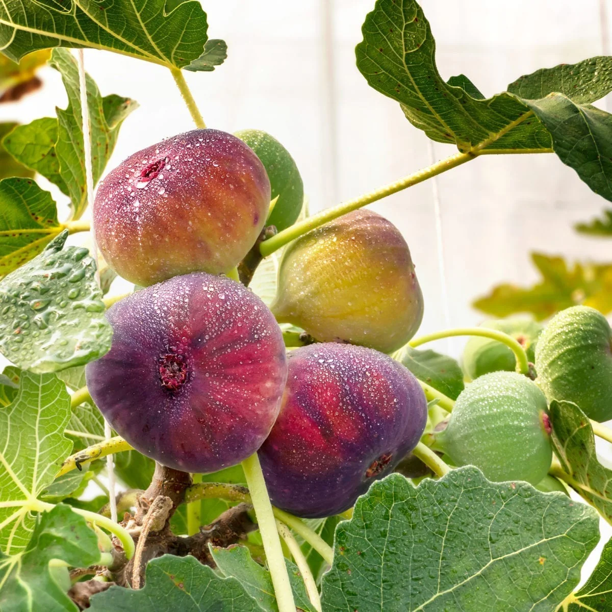 Miniature 2