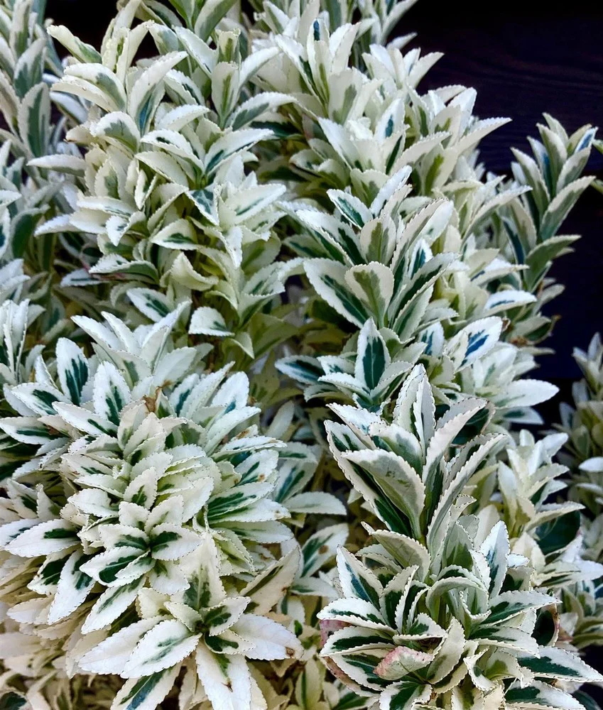 Miniature 2