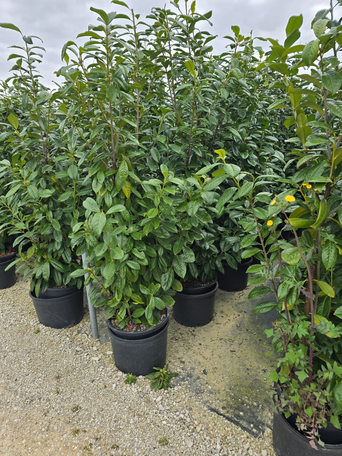 Image du produit 11