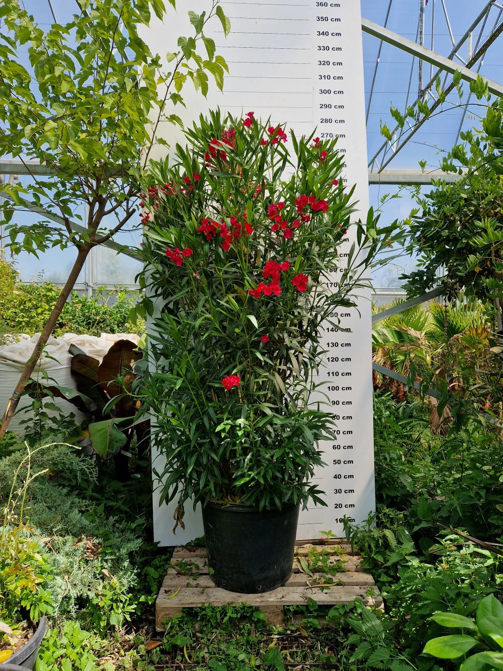 Image du produit 10