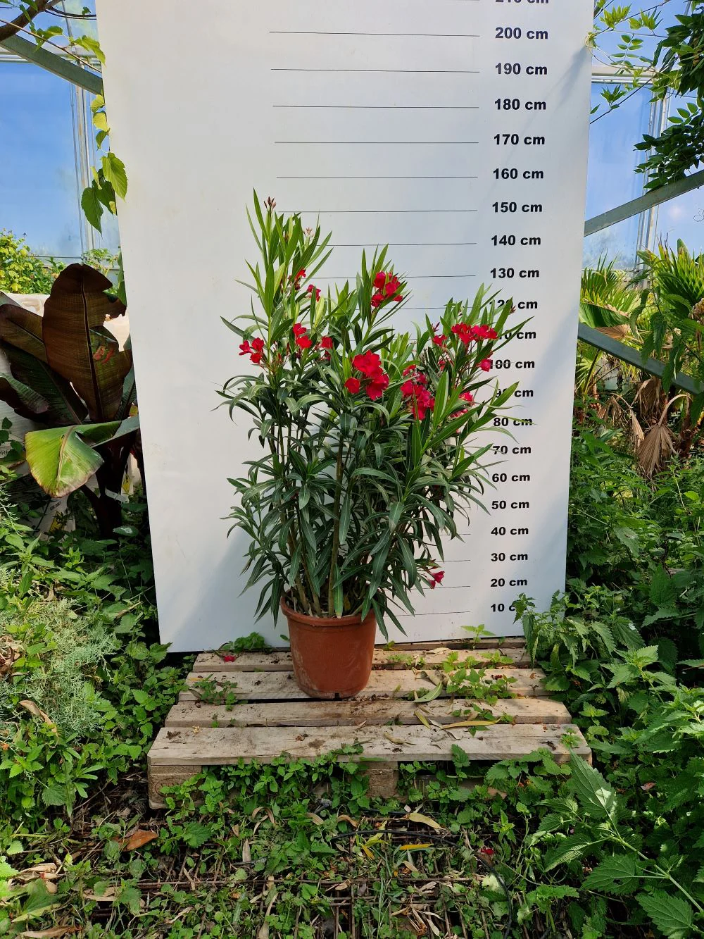 Image du produit 18