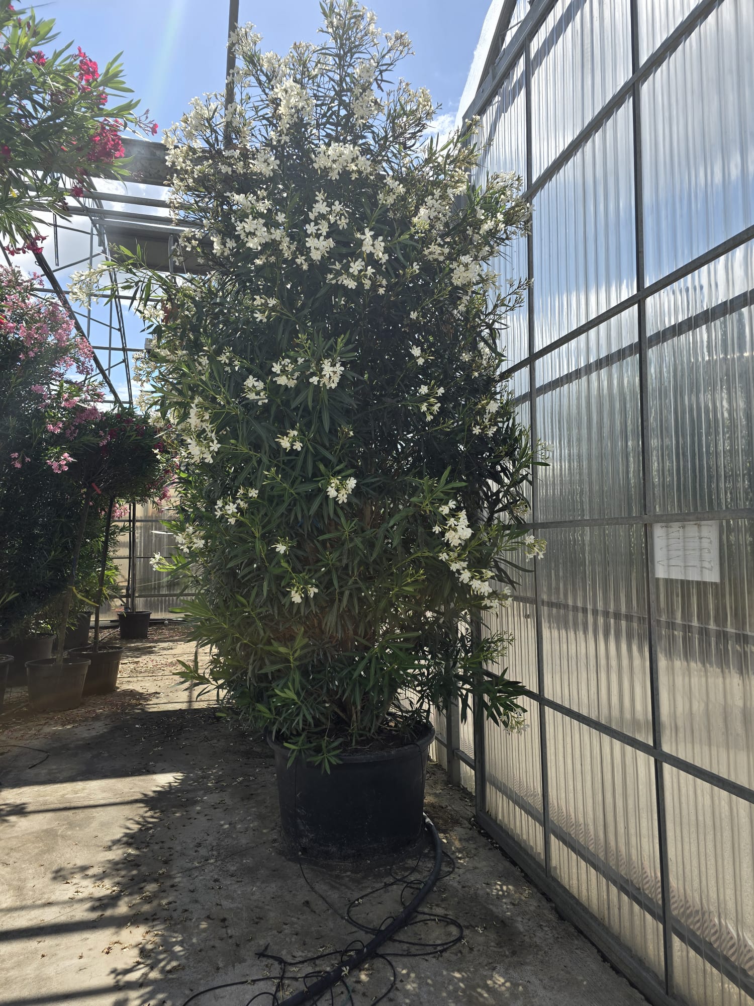 Image du produit 31